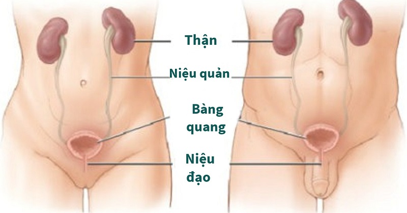 Các triệu chứng tiết niệu trong hội chứng niệu đạo